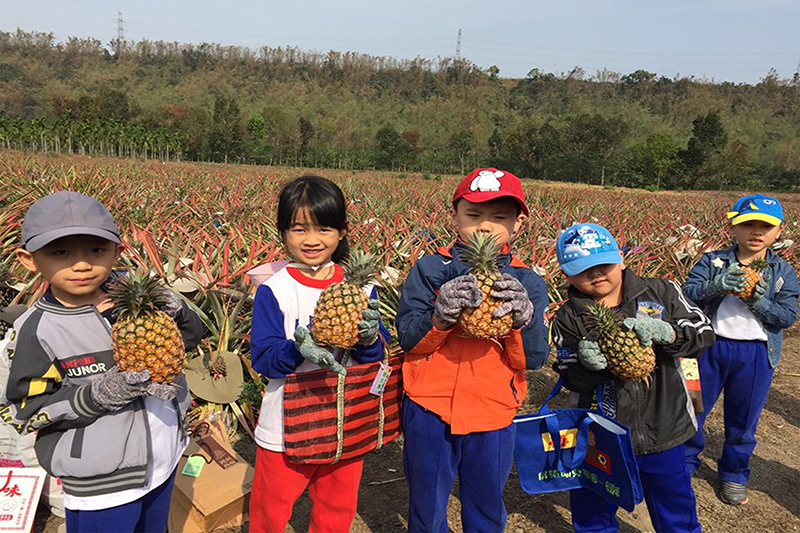 A. Harvest organic pineapple experience